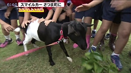 さつま町 トカラヤギ