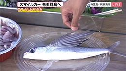 与論町 トビウオ