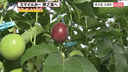 天城町 パッションフルーツ