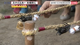 大崎町 カブトムシ