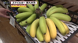 南九州市 バナナ
